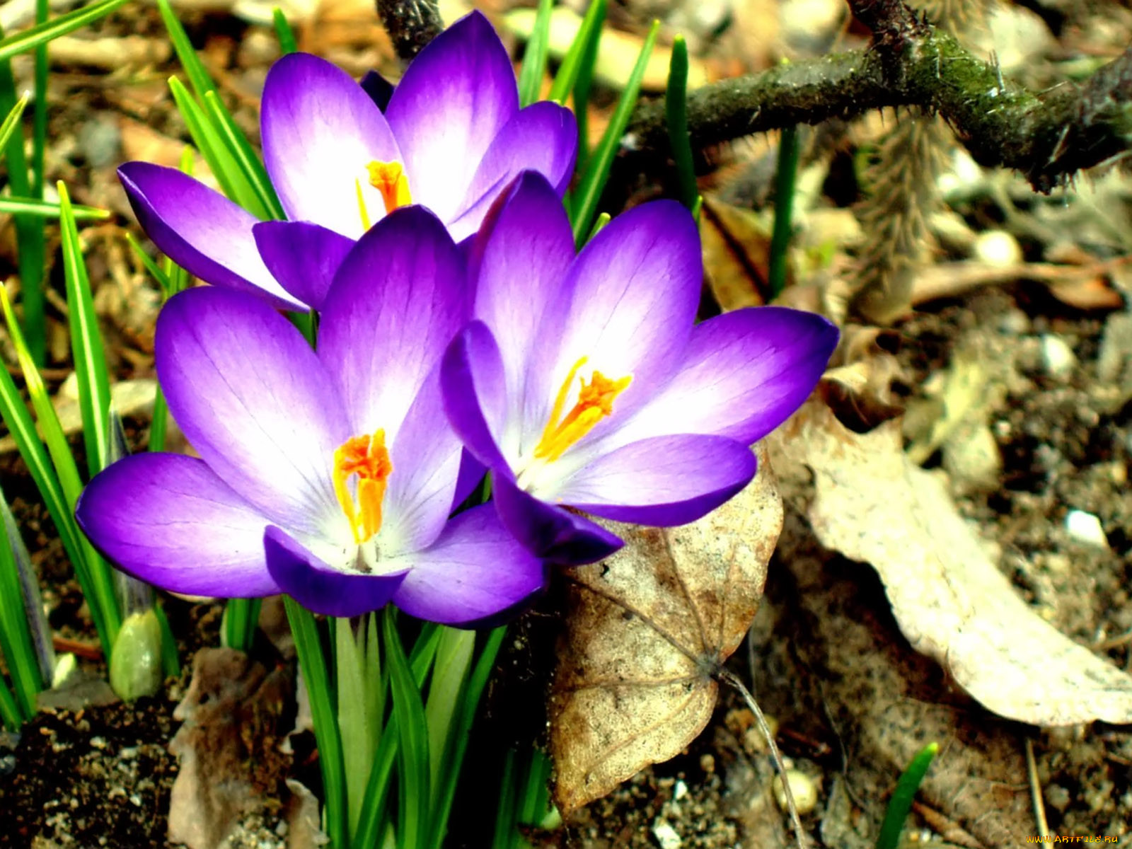 grandiflorus, wesna, zwete, , 